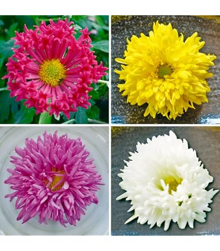 Amazon.co.jp: 雪白柳葉友禅菊（せっぱくやなぎばゆうぜんぎく）3号 2